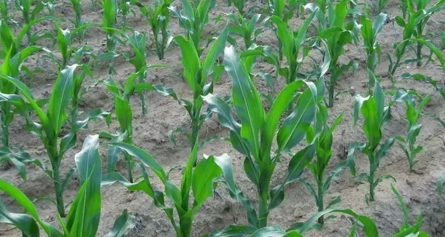 必发888(唯一)官方网站